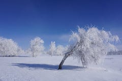 Береза согнутая под весом снега стоковые изображения Береза согнутая под весом снега стоковые изображения