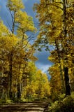 Березы осени на дороге к Dibé Nitsaa, держателю Hesperus, Сан Juans, Колорадо стоковые фото Березы осени на дороге к Dibé Nitsaa, держателю Hesperus, Сан Juans, Колорадо стоковые фото