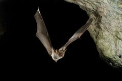 Бить канюка, myotis myotis, полет в его пещеру стоковое изображение Бить канюка, myotis myotis, полет в его пещеру стоковое изображение