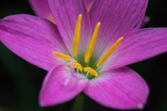 Близкая поднимающая вверх съемка лилии или Zephyranthes дождя род воздержательных и тропических заводов в семье амарулиса, subfam стоковое фото rf Близкая поднимающая вверх съемка лилии или Zephyranthes дождя род воздержательных и тропических заводов в семье амарулиса, subfam стоковое фото rf