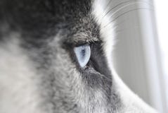 Близкий поднимающий вверх глаз сиплой собаки стоковая фотография rf Близкий поднимающий вверх глаз сиплой собаки стоковая фотография rf