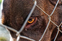 Близкий поднимающий вверх портрет проарретированной милой собаки Лаб стоковая фотография Близкий поднимающий вверх портрет проарретированной милой собаки Лаб стоковая фотография