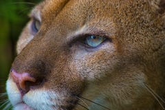 Близкий поднимающий вверх портрет пумы или кугуара с голубыми глазами стоковая фотография Близкий поднимающий вверх портрет пумы или кугуара с голубыми глазами стоковая фотография