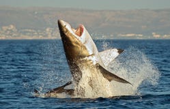 Большая белая акула (carcharias Carcharodon) пробивая брешь в нападении на уплотнении стоковые изображения rf Большая белая акула (carcharias Carcharodon) пробивая брешь в нападении на уплотнении стоковые изображения rf