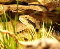 Большая зеленая игуана в terrarium стоковая фотография rf Большая зеленая игуана в terrarium стоковая фотография rf