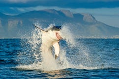Большой carcharias Carcharodon белой акулы пробивая брешь в attac стоковое фото rf Большой carcharias Carcharodon белой акулы пробивая брешь в attac стоковое фото rf