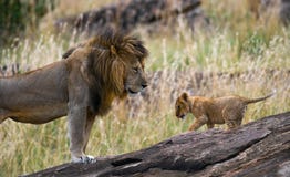 Большой мужской лев с новичком Национальный парк Кения Танзания masai mara serengeti стоковое фото Большой мужской лев с новичком Национальный парк Кения Танзания masai mara serengeti стоковое фото