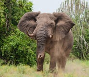 Большой старый слон бежит прямо на вас вышесказанного Кения Танзания serengeti Maasai Mara стоковые фотографии rf Большой старый слон бежит прямо на вас вышесказанного Кения Танзания serengeti Maasai Mara стоковые фотографии rf