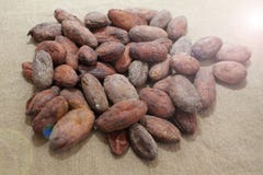 Бобы кака Фасоли какао на предпосылке мешковины стоковое фото rf Бобы кака Фасоли какао на предпосылке мешковины стоковое фото rf