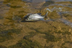 Больные рыбы в воде близко на побережье стоковые изображения Больные рыбы в воде близко на побережье стоковые изображения