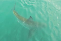 Большая белая акула в открытой воде, близко к поверхности воды, в Gansbaai Южной Африке стоковые фото Большая белая акула в открытой воде, близко к поверхности воды, в Gansbaai Южной Африке стоковые фото