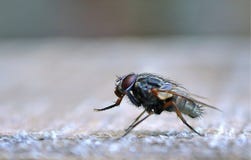 Большая голубая черная муха с красными глазами стоковое фото Большая голубая черная муха с красными глазами стоковое фото
