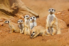 Большая животная семья Смешное изображение от природы Африки Милое Meerkat, suricatta Suricata, сидя на камне Пустыня песка с мал стоковое фото rf Большая животная семья Смешное изображение от природы Африки Милое Meerkat, suricatta Suricata, сидя на камне Пустыня песка с мал стоковое фото rf
