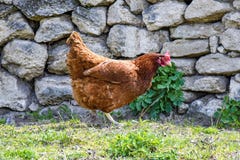 Большая коричневая курица идет старой каменной загородкой стоковые фото Большая коричневая курица идет старой каменной загородкой стоковые фото
