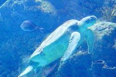 Большая морская черепаха плавает стоковое фото Большая морская черепаха плавает стоковое фото