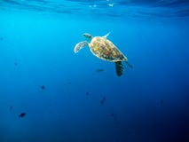 Большая старая зеленая морская черепаха мирно плавая и ныряя около кораллового рифа острова стоковое фото rf Большая старая зеленая морская черепаха мирно плавая и ныряя около кораллового рифа острова стоковое фото rf