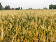 Большая часть пшеничного поля на двери, стоковые изображения rf Большая часть пшеничного поля на двери, стоковые изображения rf