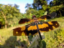 Большая яркая муха дракона в поле с красивыми крыльями стоковая фотография Большая яркая муха дракона в поле с красивыми крыльями стоковая фотография