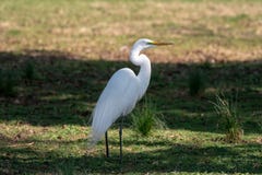 Большее положение egret в траве в тени стоковая фотография rf Большее положение egret в траве в тени стоковая фотография rf