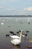 Большие белые лебеди на воде, с маленькими черными лебедями стоковое изображение rf Большие белые лебеди на воде, с маленькими черными лебедями стоковое изображение rf