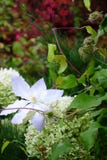 Большие зацветая белый цветок и плоды Clematis стоковые фотографии rf Большие зацветая белый цветок и плоды Clematis стоковые фотографии rf