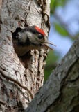 Больший запятнанный цыпленок Woodpecker вызывая для еды стоковая фотография rf Больший запятнанный цыпленок Woodpecker вызывая для еды стоковая фотография rf