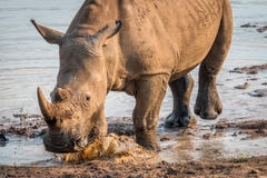 Большой белый носорог выпивая некоторую воду стоковое изображение Большой белый носорог выпивая некоторую воду стоковое изображение