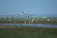 Большой белый пеликан - стадо летания onocrotalus Pelecanus белых птиц в Румынии, Греции стоковое изображение rf Большой белый пеликан - стадо летания onocrotalus Pelecanus белых птиц в Румынии, Греции стоковое изображение rf