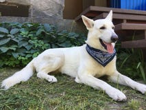 Большой белый швейцарский чабан с голубым bandana на шеи стоковое изображение Большой белый швейцарский чабан с голубым bandana на шеи стоковое изображение