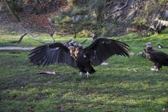 Большой хищник griffon с открытыми крылами стоковое фото Большой хищник griffon с открытыми крылами стоковое фото