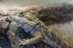 Бородатый дракон, поднимающий вверх Pogona близкий, отмелый dof Взрослое бородатое сопротивление стоковое фото rf Бородатый дракон, поднимающий вверх Pogona близкий, отмелый dof Взрослое бородатое сопротивление стоковое фото rf
