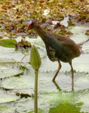 бразильский moorhen стоковые фотографии rf бразильский moorhen стоковые фотографии rf