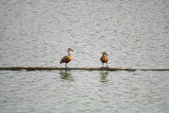 Браун покрасил птиц сидя над водой стоковое фото Браун покрасил птиц сидя над водой стоковое фото