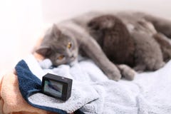 Будьте матерью кота кормя ее младенцев грудью, камеры действия на сцене Стоковые Фото Будьте матерью кота кормя ее младенцев грудью, камеры действия на сцене Стоковые Фото