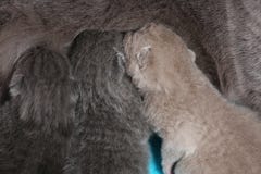 Будьте матерью кота кормя ее младенцев грудью, взгляда конца-вверх Стоковые Изображения RF Будьте матерью кота кормя ее младенцев грудью, взгляда конца-вверх Стоковые Изображения RF