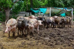 Буйвол семьи, белый буйвол и чернота в ферме на Таиланде Стоковая Фотография Буйвол семьи, белый буйвол и чернота в ферме на Таиланде Стоковая Фотография