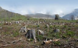 бук Болгарией отрезал pirin горы журналов пущи разрушения вниз бук Болгарией отрезал pirin горы журналов пущи разрушения вниз