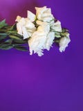 Букет белых цветков на фиолетовой предпосылке стоковая фотография Букет белых цветков на фиолетовой предпосылке стоковая фотография