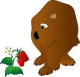 Бурый медведь с зелеными глазами иллюстрация вектора Бурый медведь с зелеными глазами иллюстрация вектора