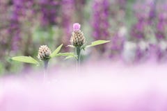 Бутоны Wo cornflower на предпосылке кровати цветков с запачканным передним планом розового цвета стоковые изображения Бутоны Wo cornflower на предпосылке кровати цветков с запачканным передним планом розового цвета стоковые изображения