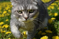 Великобританский кот идет вдоль зацветая луга вполне одуванчиков стоковая фотография rf Великобританский кот идет вдоль зацветая луга вполне одуванчиков стоковая фотография rf