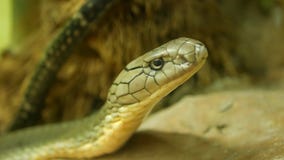 Величественная ядовитая змейка со светлой striped кожей Красивая Monocled кобра короля на утесе в клетке terrarium Величественная ядовитая змейка со светлой striped кожей Красивая Monocled кобра короля на утесе в клетке terrarium