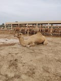 Верблюд стоковое фото rf Верблюд стоковое фото rf