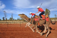 Верблюд участвуя в гонке в северных территориях Австралии Uluru Yulara стоковые фото Верблюд участвуя в гонке в северных территориях Австралии Uluru Yulara стоковые фото