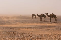 3 верблюда идут через пустыню Chebbi эрга через пыльную бурю, Марокко стоковая фотография 3 верблюда идут через пустыню Chebbi эрга через пыльную бурю, Марокко стоковая фотография