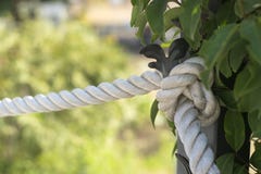Веревочка с узлом вокруг ствола дерева стоковые изображения Веревочка с узлом вокруг ствола дерева стоковые изображения