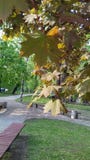 Beautiful park alley in spring stock images Beautiful park alley in spring stock images