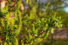 Весна там стоковая фотография rf Весна там стоковая фотография rf