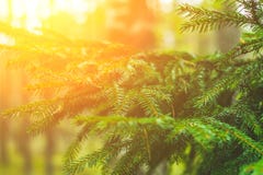 ветви spruce Украшайте в лесе на солнечный день Кристмас Tree ель стоковое фото rf ветви spruce Украшайте в лесе на солнечный день Кристмас Tree ель стоковое фото rf