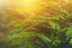 ветви spruce Украшайте в лесе на солнечный день Кристмас Tree ель стоковые изображения rf ветви spruce Украшайте в лесе на солнечный день Кристмас Tree ель стоковые изображения rf